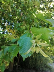 Carpinus betulus