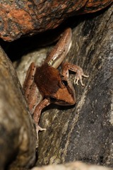 Ptychadena anchietae