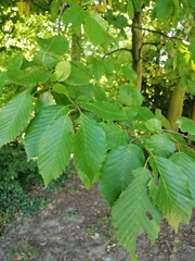 Carpinus betulus