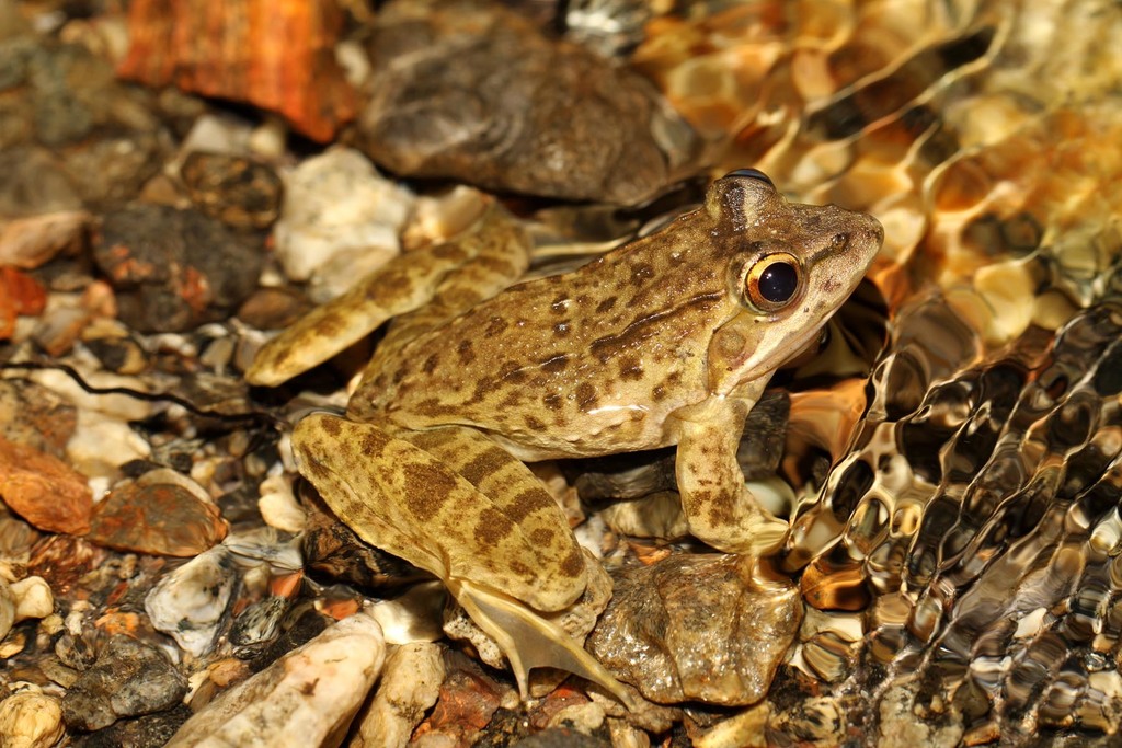 Moyer's River Frog