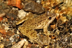 Moyer's River Frog - Photo (c) Martin Grimm, some rights reserved (CC BY-NC)