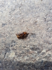 Nacerdes carniolica