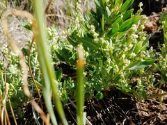 Chenopodium atrovirens