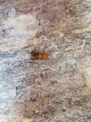 Nacerdes carniolica