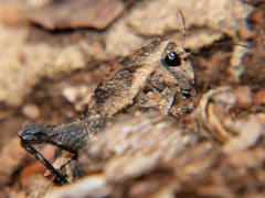Phloeonotus