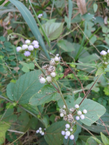 Ageratum conyzoides image