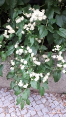 Clematis vitalba