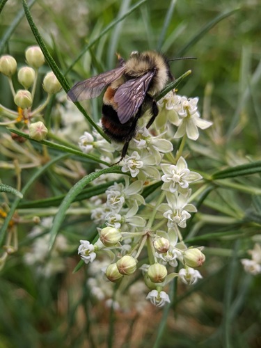 Rusty-patched Bumble Bee photographed in Iowa