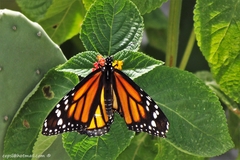 Danaus plexippus