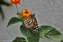 Danaus plexippus