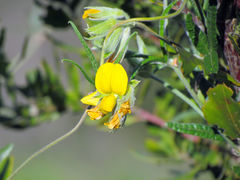 Rhynchosia leucoscias