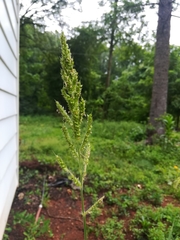 Echinochloa muricata microstachya