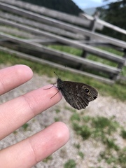 Lasiommata petropolitana