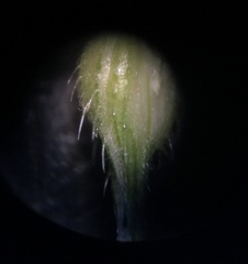 Echinochloa muricata microstachya