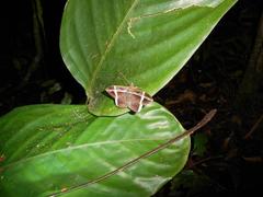 Hemeroblemma mexicana