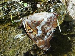 Doxocopa