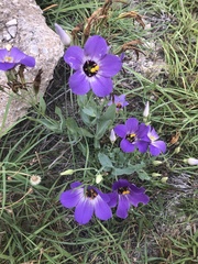 Eustoma russellianum