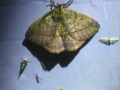 Pseudodreata strigata