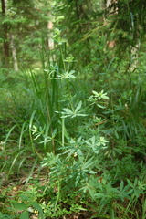Galium intermedium