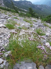 Drypis spinosa