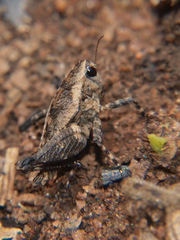 Phloeonotus