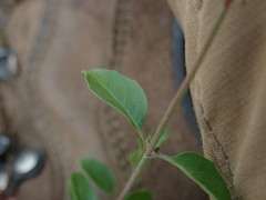 Epilobium roseum