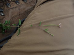 Epilobium roseum