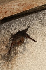 Taphozous mauritianus