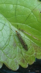 Nephrotoma flavipalpis