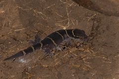 Cyrtodactylus deccanensis