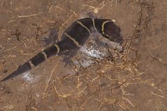 Cyrtodactylus deccanensis