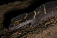 Cyrtodactylus deccanensis