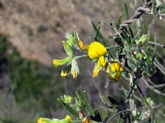 Rhynchosia leucoscias