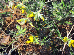 Rhynchosia leucoscias