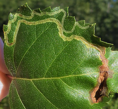 Agromyza alnibetulae