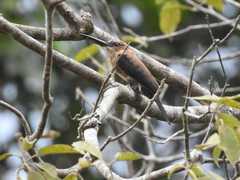 Brachygalba lugubris