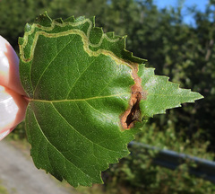 Agromyza alnibetulae