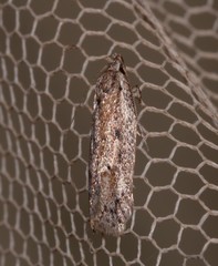 Acantholena siccella