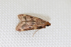 Aglossa disciferalis