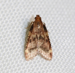 Aglossa disciferalis