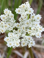 Conioselinum scopulorum