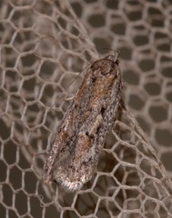 Acantholena siccella