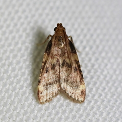 Aglossa disciferalis