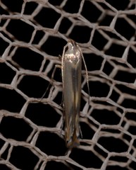 Thiotricha atractodes