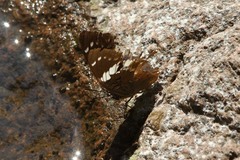 Charaxes cithaeron