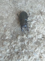 Lucanus barbarossa