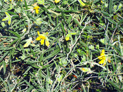 Rhynchosia leucoscias