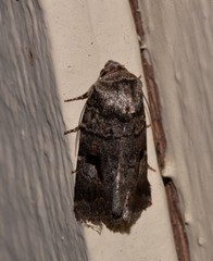 Thoracolopha flexirena