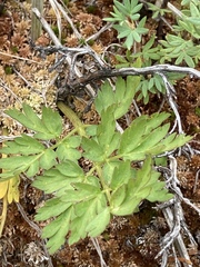 Conioselinum scopulorum