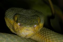 Craspedocephalus gramineus